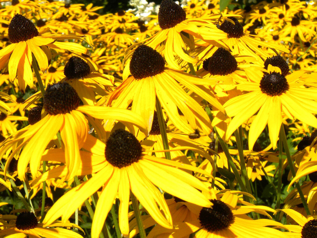 rudbeckie