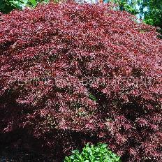 acer-red-dragon