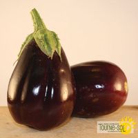 aubergine-black-beauty