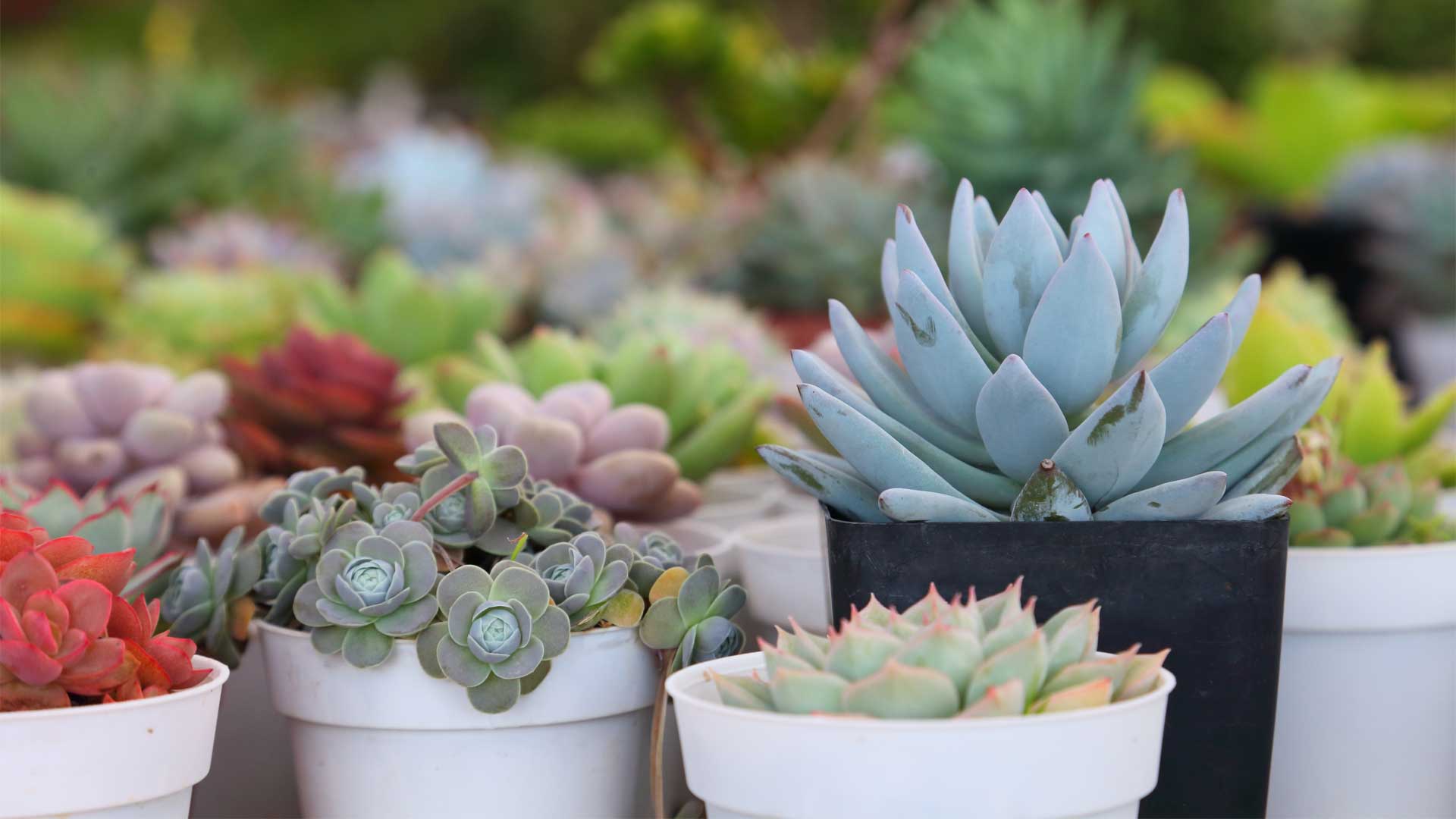 Cactus et succulentes : des plantes idéales pour les débutants
