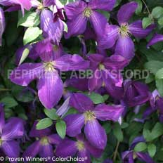 clematis-happy-jack-purple