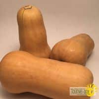 Courge-Musque-Waltham-Butternut