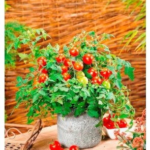 donna-tomates