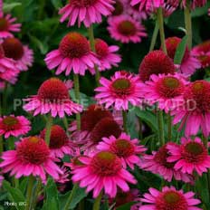 echinacea-delicious-candy