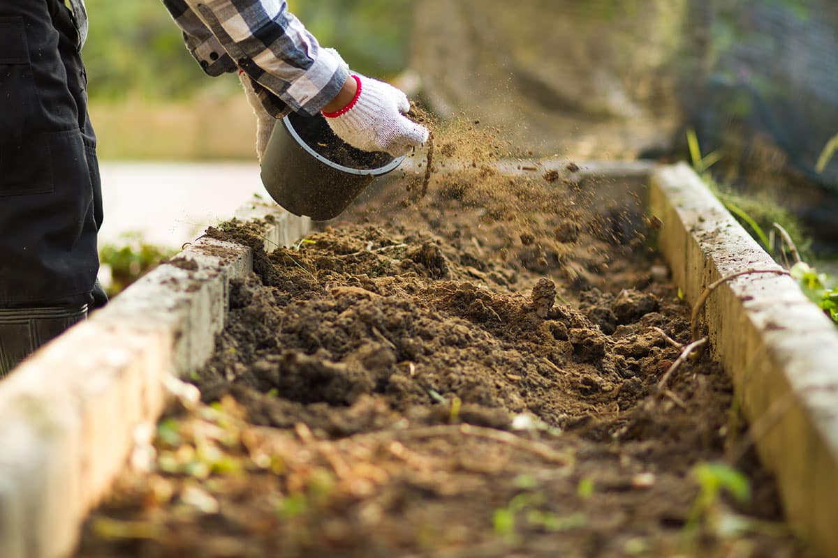 Les végétaux et compost