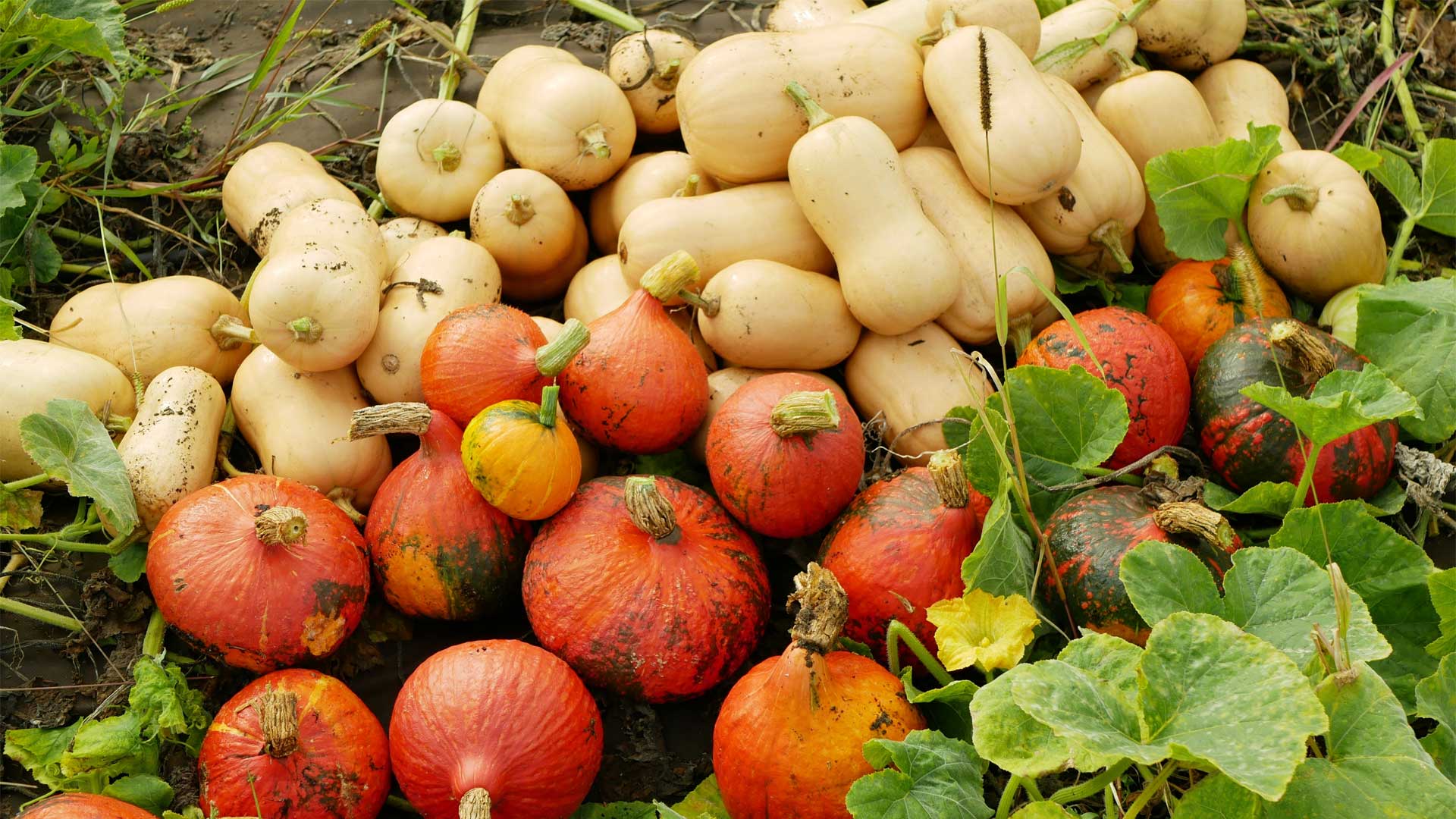 Cultiver les courges  Rimouski : Guide complet et varits | Fred  Lamontagne