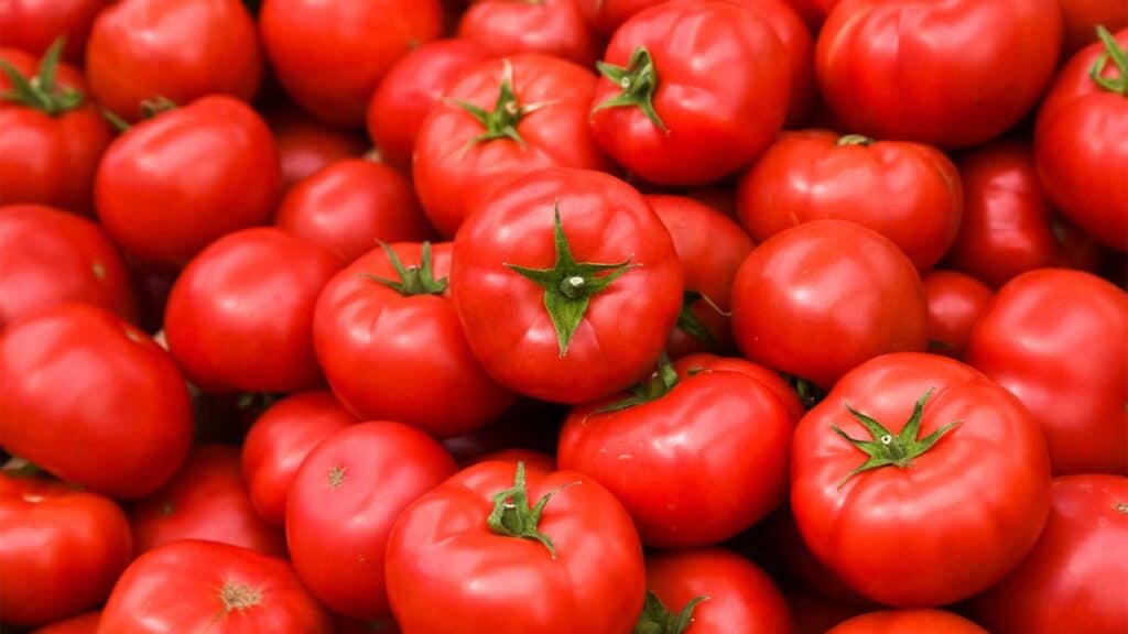 fiche-tomate