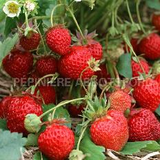 fraisier-florida-beauty