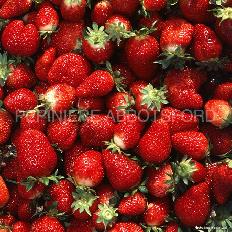 fraisier-mara-des-bois