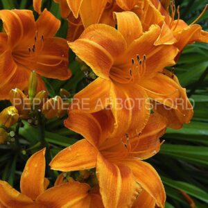 hemerocallis-rocket-city