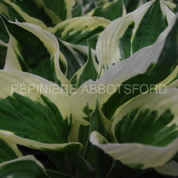 hosta-patriot