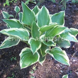 hosta-red-hot-poker