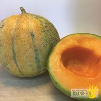 Melon-Petit-Gris-de-Renne