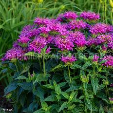 monarda-pardon-my-purple