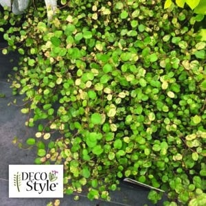 Muehlenbeckia-Variegata