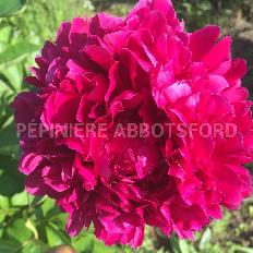 paeonia-grover-cleveland