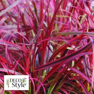 Pennisetum-20090709-11