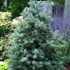 picea-baby-blue