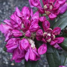 Rhododendron-catawbiense-boursault