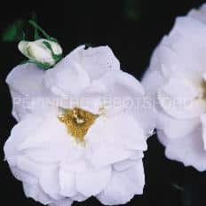 Rosa-blanc-double-de-coubert