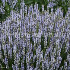 salvia-perfect-profusion