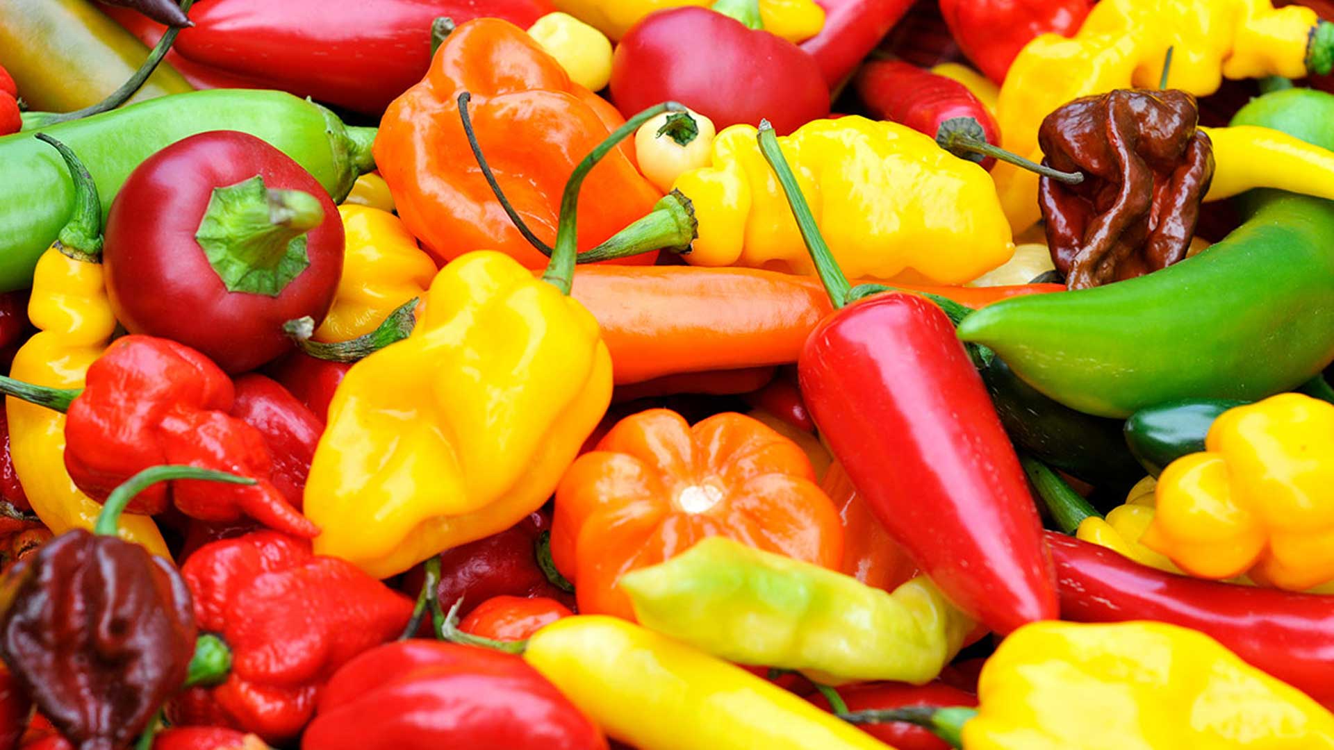 Poivrons Piments Doux Ou Piments Forts Apprenez Les Diff rencier 