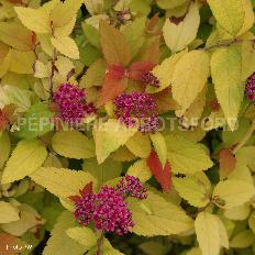 spirea-double-play-candy-corn