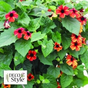 Thunbergia-Sunny-Susy-Amber-Stripes