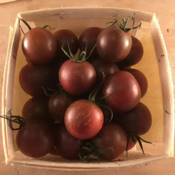tomate-black-cherry-semences-tournesol