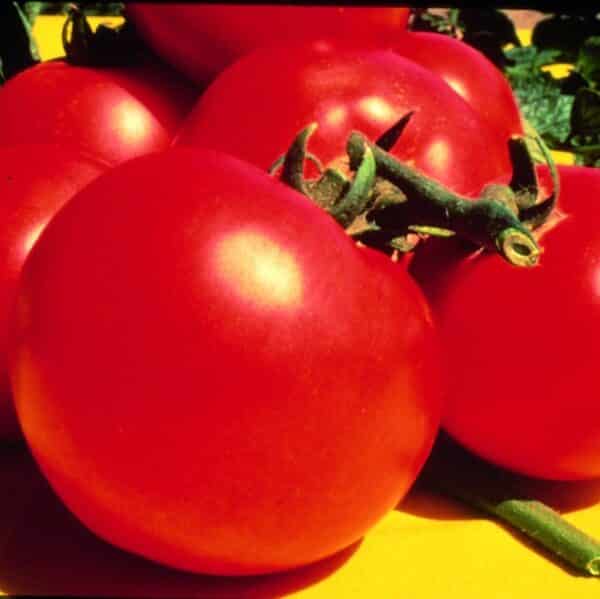 tomate-celebrity