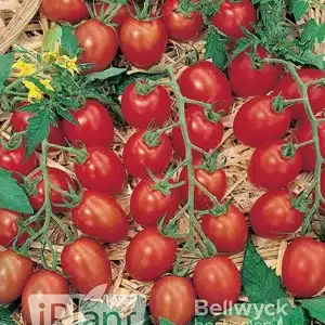 tomate-fantastico-seme-saveurs