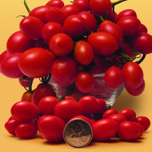 tomate-jujube-quebec-multiplants