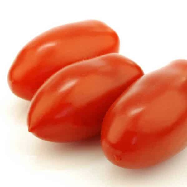tomate-rouge-precocibec