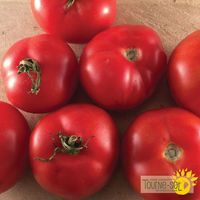 tomate-rouge-quebec-13