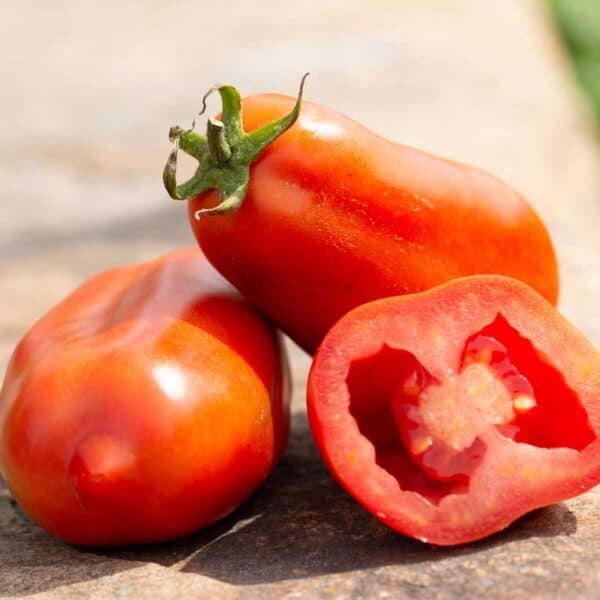 tomate-san-marzano