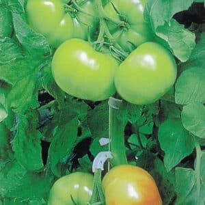 tomate-trust-f1