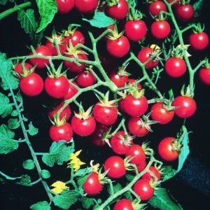 tomate-tutti-frutti-cherry