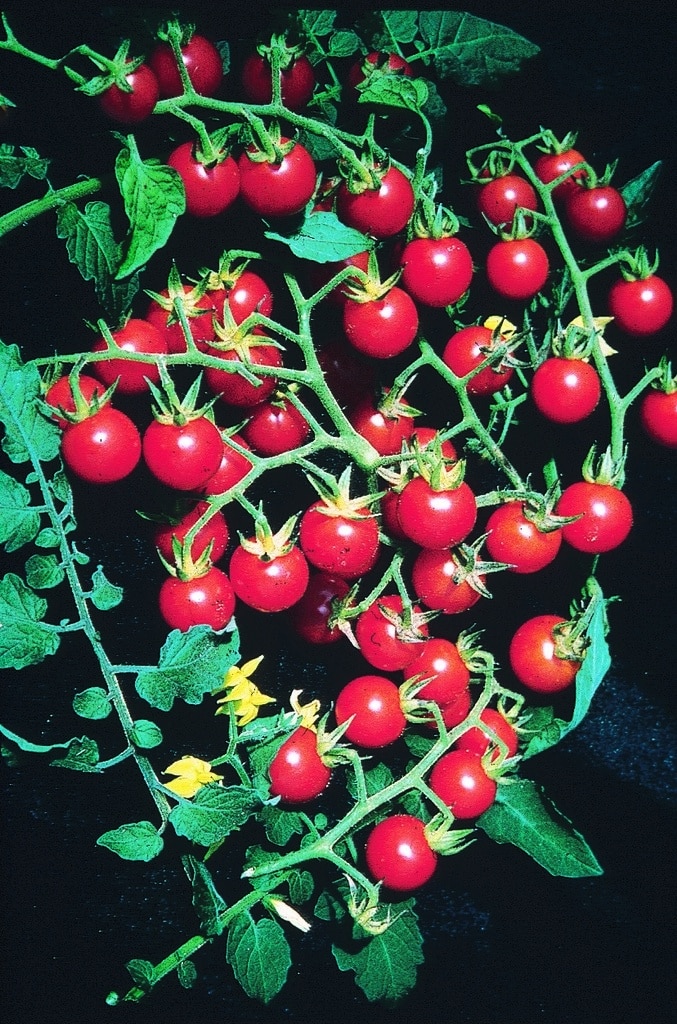 tomate-tutti-frutti-cherry