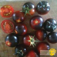 tomates-cerises-Dancing-with-Smurfs