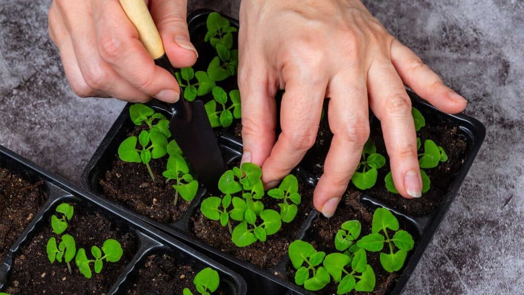 Repiquage des semis du potager : à quoi ça sert de transplanter?