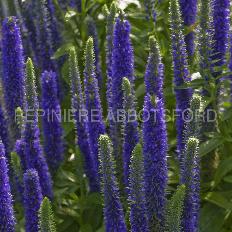 veronica-royal-candles