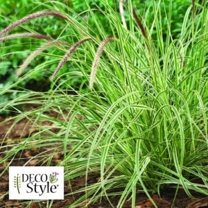 Pennisetum setaceum Sky Rocket