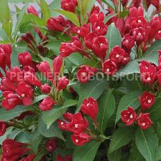 weigela-all-summer-red
