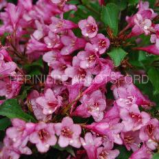 weigela-rumba