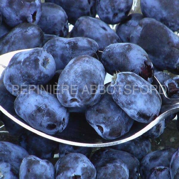 abbotsford-camerisiers-berry-blue-et-aurora