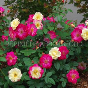 abbotsford-campfire-arbre-sur-tige