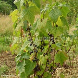 abbotsford-cassissier-consort