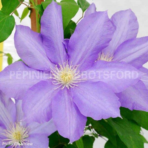 abbotsford-clematis-hf-young