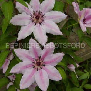 abbotsford-clematis-nelly-moser