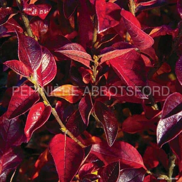 abbotsford-cotoneaster-acutifolia